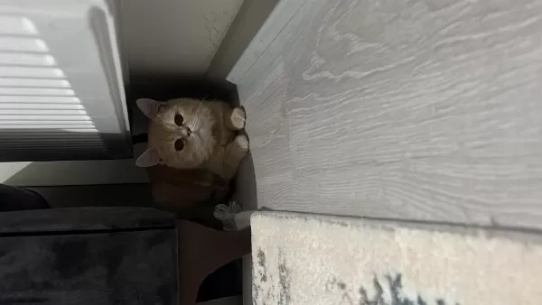 Sevimli Kedimiz Ömürlük Yuvasını Arıyor