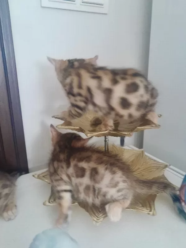 Harika Bengal Yavrular