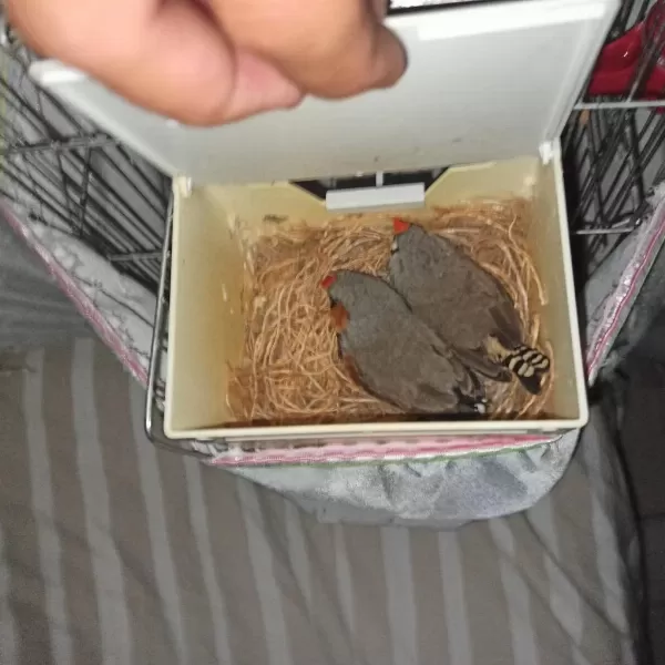 Bb Bf Mutasyon Jumbo Hint Bülbülü