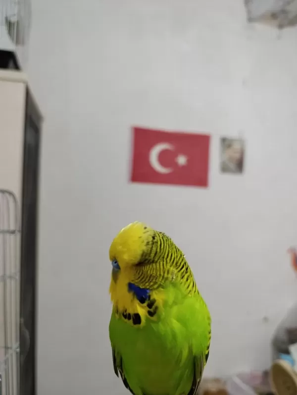Topluda Uygun Muhabbet Kuşu