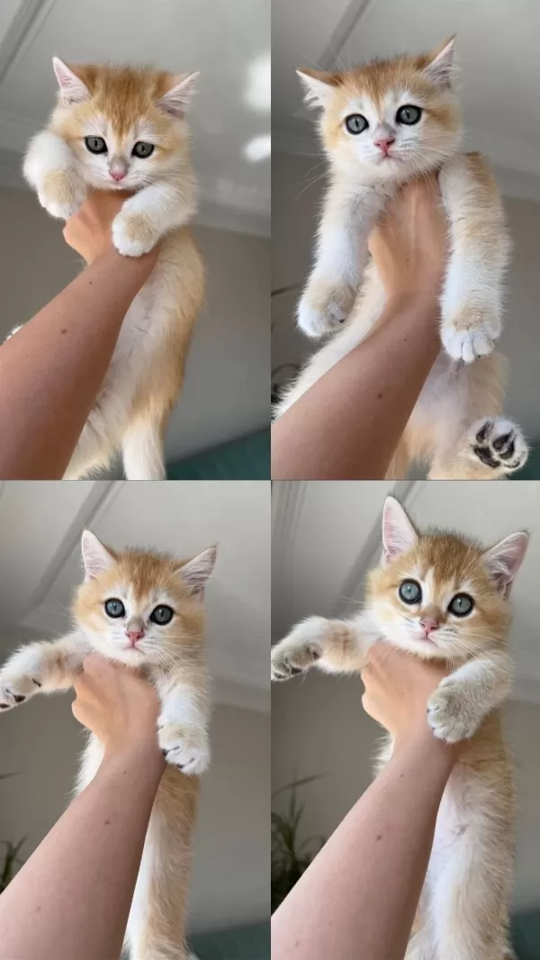 En Güzel Golden British Shorthair Yavrular