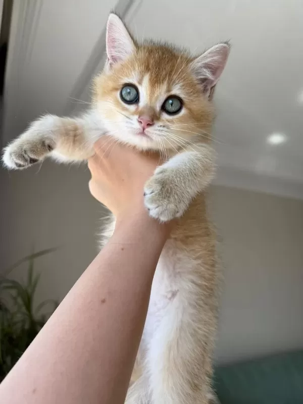 En Güzel Golden British Shorthair Yavrular