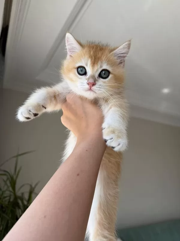 En Güzel Golden British Shorthair Yavrular