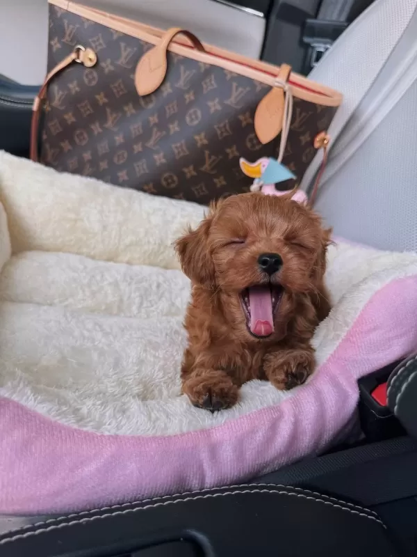 Kore Red Maltipoo Poodle Ayarında