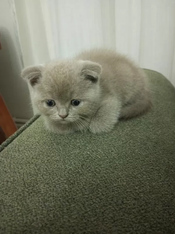 2.5 Aylık Erkek Scottish Fold Yavru