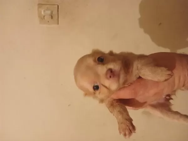 Dişi Elma Kafa Küt Burun Safkan İrk Garantili Şivava