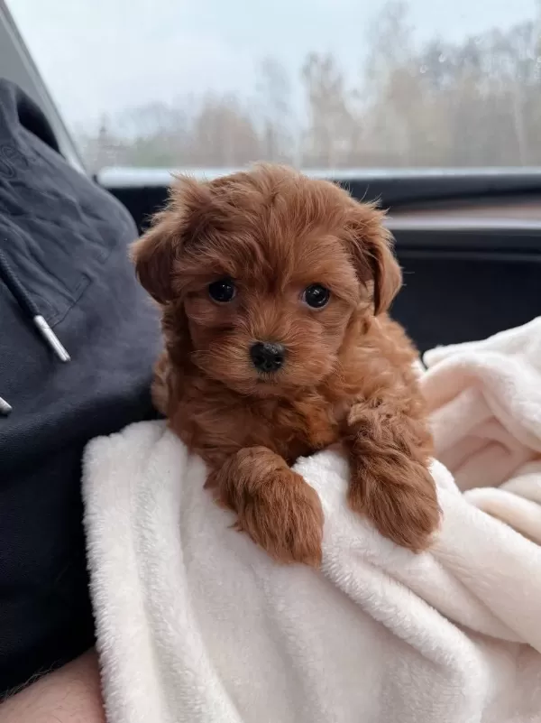 Kore Maltipo Poodle Ayarında