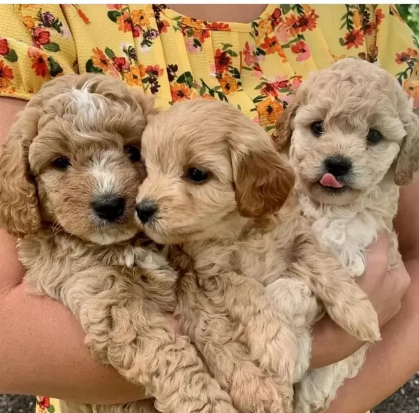 Maltipoo Bebekler Tüy Dökmez Koku Yapmaz