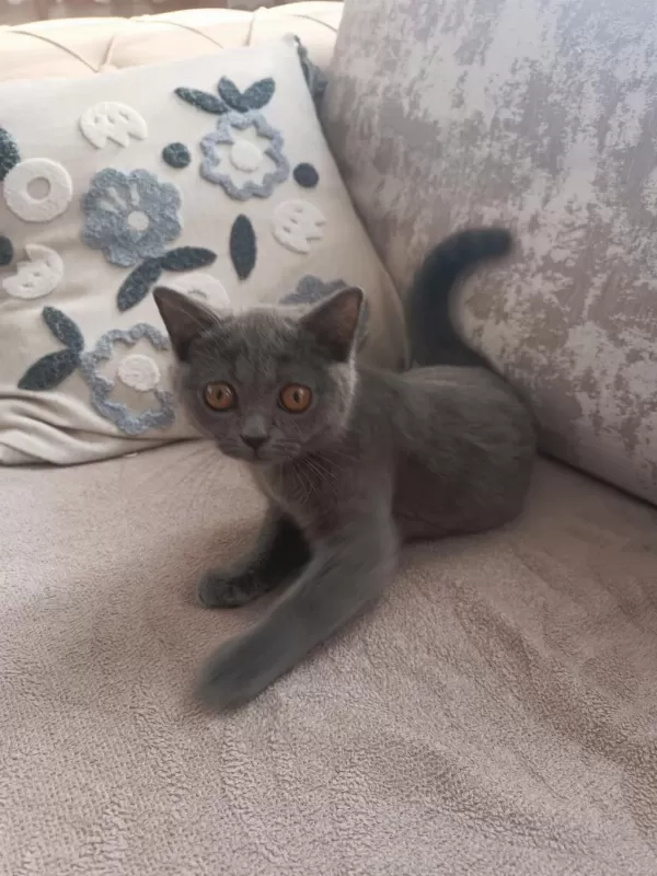 2 Aylık Dişi British Shorthair