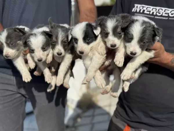 Ankaranın En Kaliteli Border Collie Yavruları