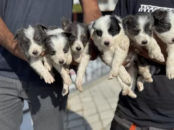 Ankaranın En Kaliteli Border Collie Yavruları