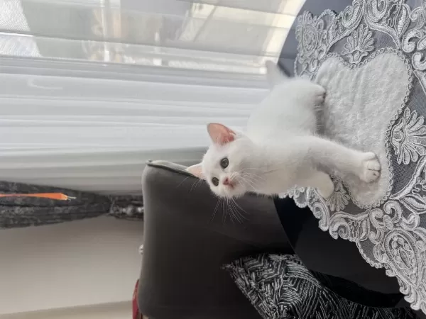British Shorthair Scottish