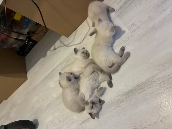 5 Adet Yavru 50 Günlük Kediler