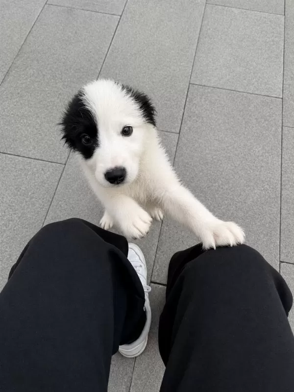 Süper Anne Babadan Süper Yavru Köpeğimiz
