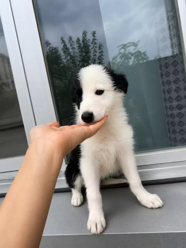 Süper Anne Babadan Süper Yavru Köpeğimiz