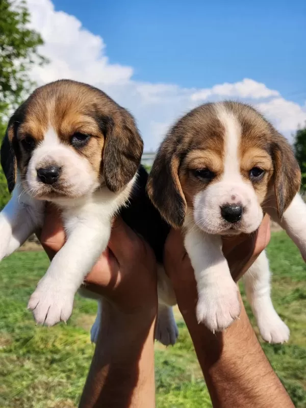 Mini Boy Elizabeth Beagle Bebekler