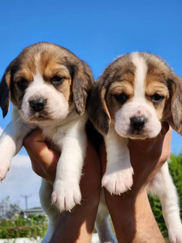 Mini Boy Elizabeth Beagle Bebekler