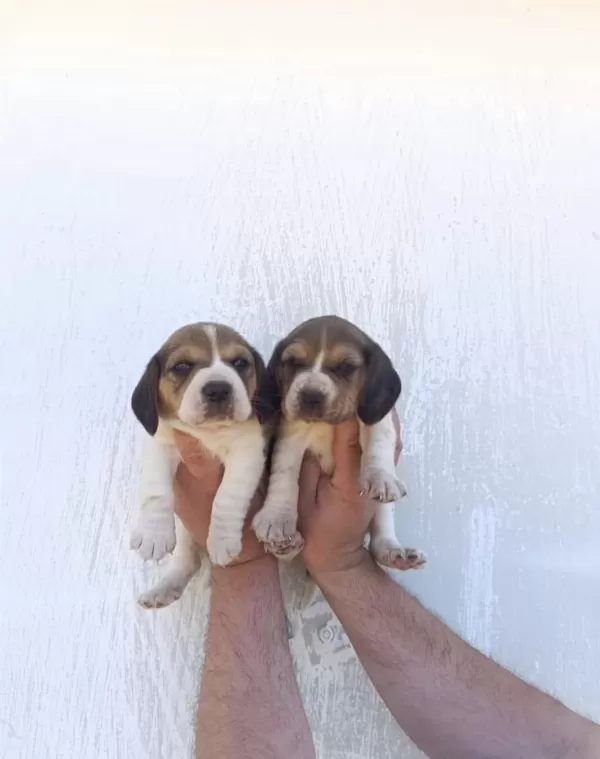 Mini Boy Elizabeth Beagle Bebekler