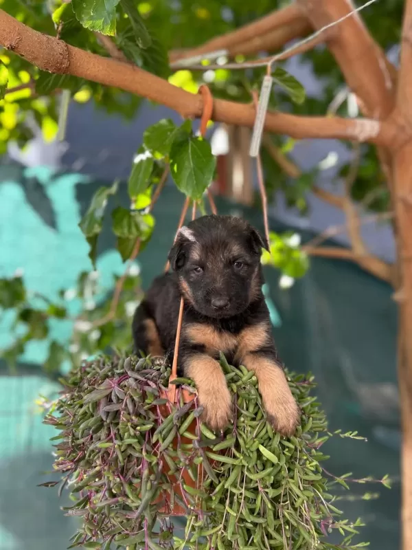 A Kalite İrk Ve Sağlık Garantili Alman Kurdu Bebekler