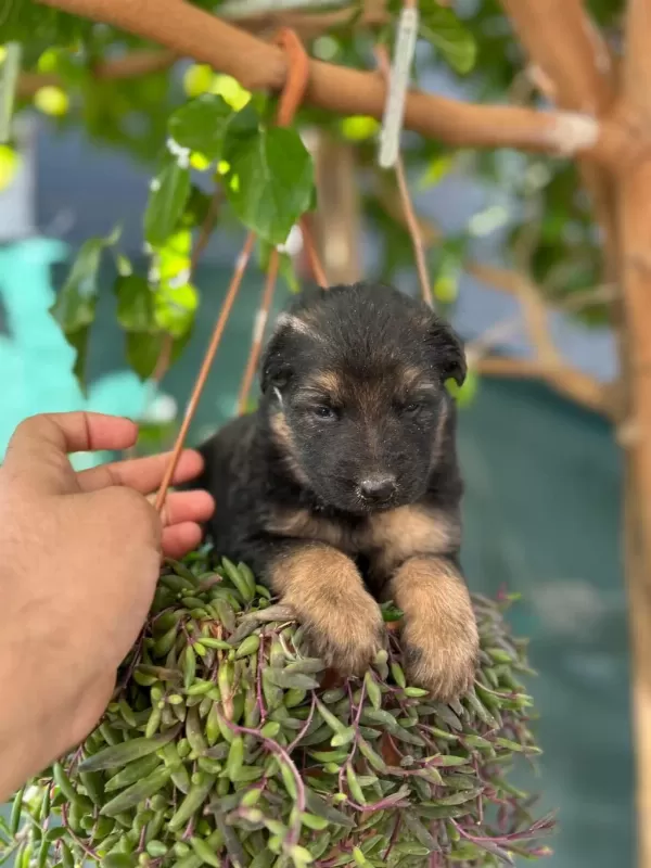A Kalite İrk Ve Sağlık Garantili Alman Kurdu Bebekler