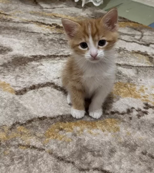 Cana Yakın Dost Kedimiz