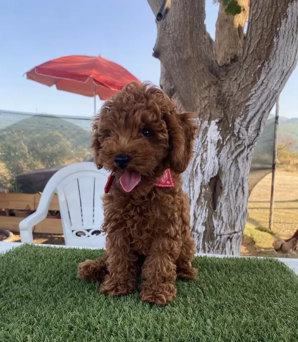 Aşılı Poodle Köpeğimiz