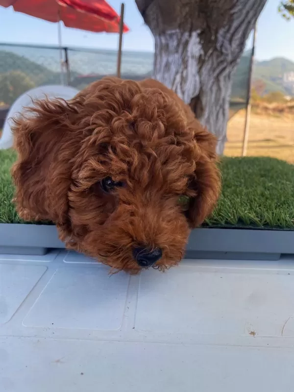 Aşılı Poodle Köpeğimiz