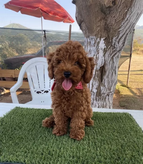 Aşılı Poodle Köpeğimiz