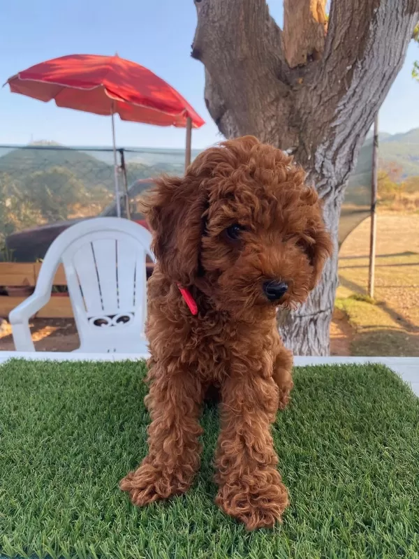 Aşılı Poodle Köpeğimiz