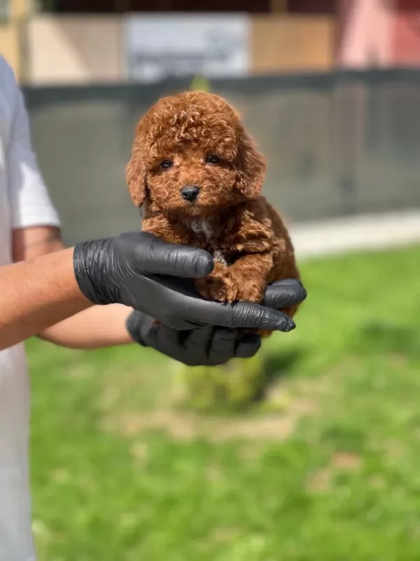 Yeni Ailesini Bekleyen Toy Poodle Yavrumuz
