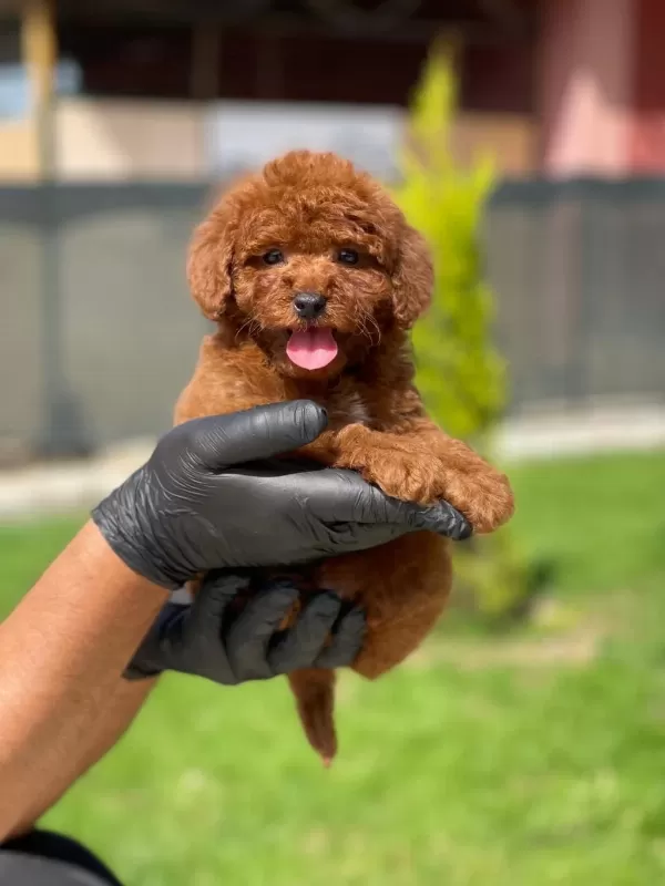 Yeni Ailesini Bekleyen Toy Poodle Yavrumuz