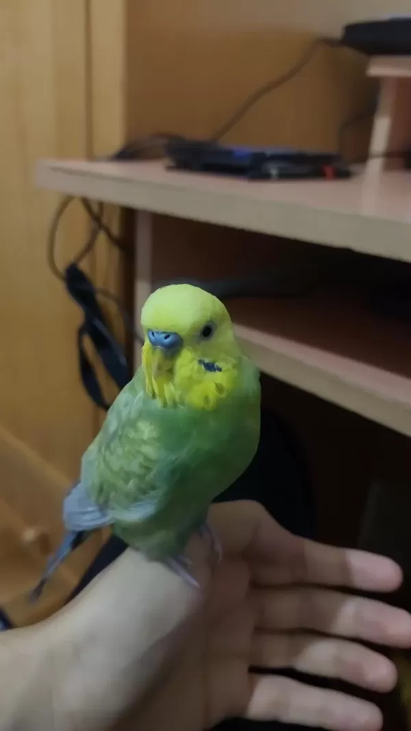 Konuşan Erkek Rainbow Muhabbet Kuşu