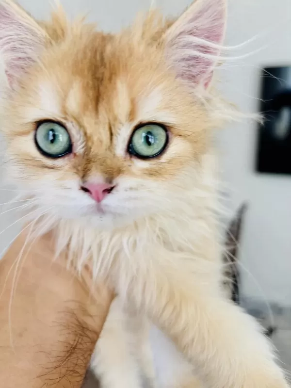 Golden British Longhair Erkek 4 Aylık İç Dış Parazit Yapıldı