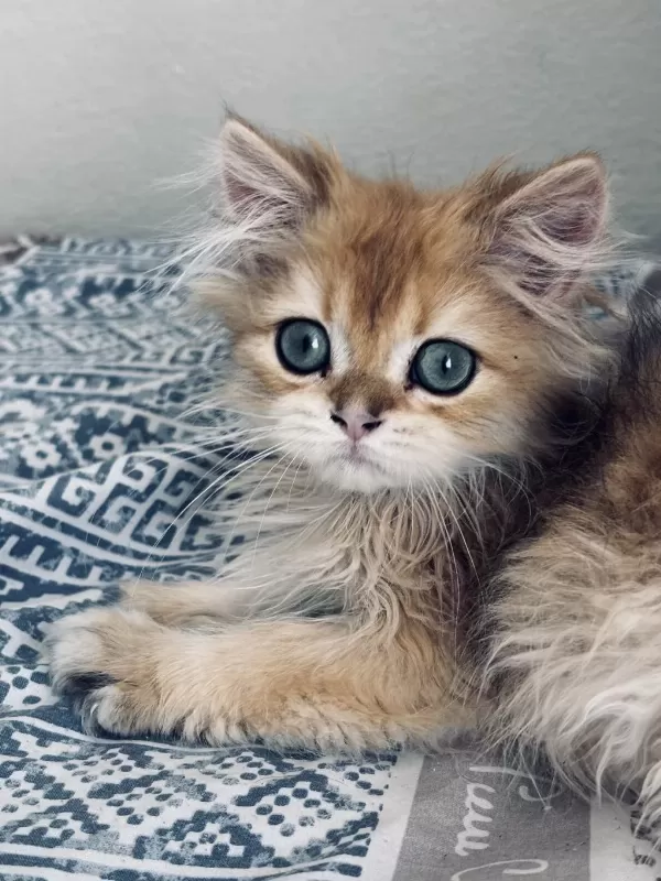 Golden British Longhair Erkek 4 Aylık İç Dış Parazit Yapıldı