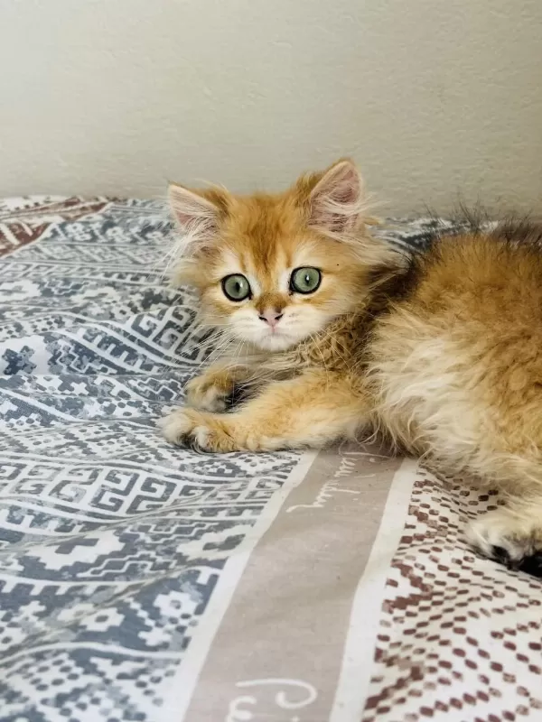 Golden British Longhair Erkek 4 Aylık İç Dış Parazit Yapıldı