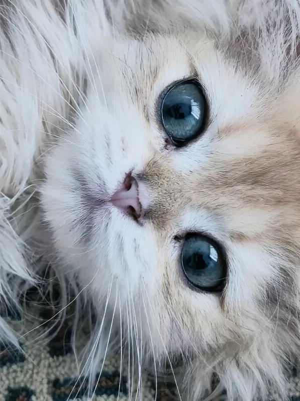 Golden British Longhair Erkek 4 Aylık İç Dış Parazit Yapıldı