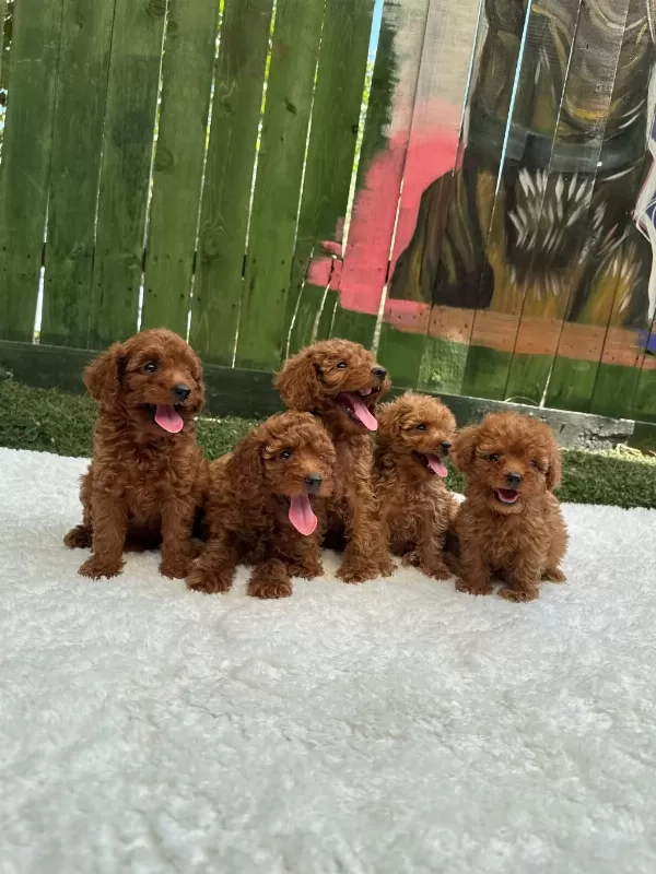 Ziyarete Açik Erkek Dişi Poodle Bebekler
