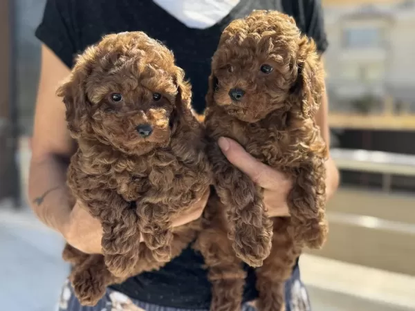 Ruhsatlı Çiftlikde Ziyarete Açık Toy Poodle Yavrular