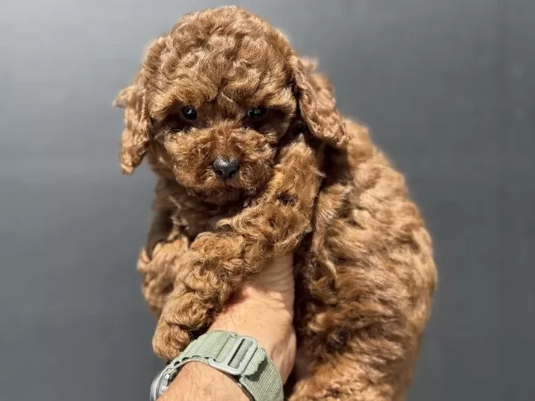 Ruhsatlı Çiftlikde Ziyarete Açık Toy Poodle Yavrular