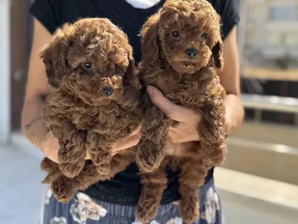 Ruhsatlı Çiftlikde Ziyarete Açık Toy Poodle Yavrular