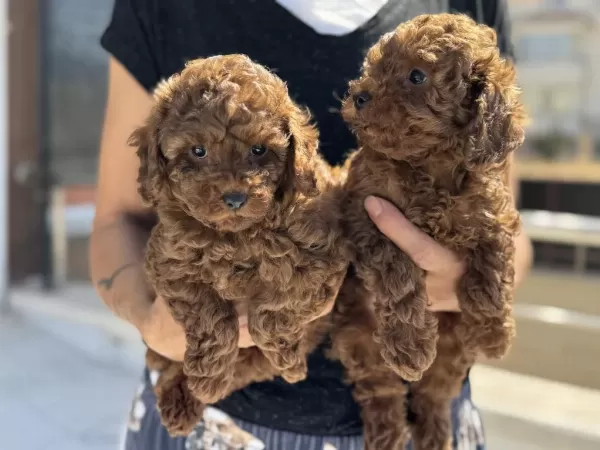 Ruhsatlı Çiftlikde Ziyarete Açık Toy Poodle Yavrular