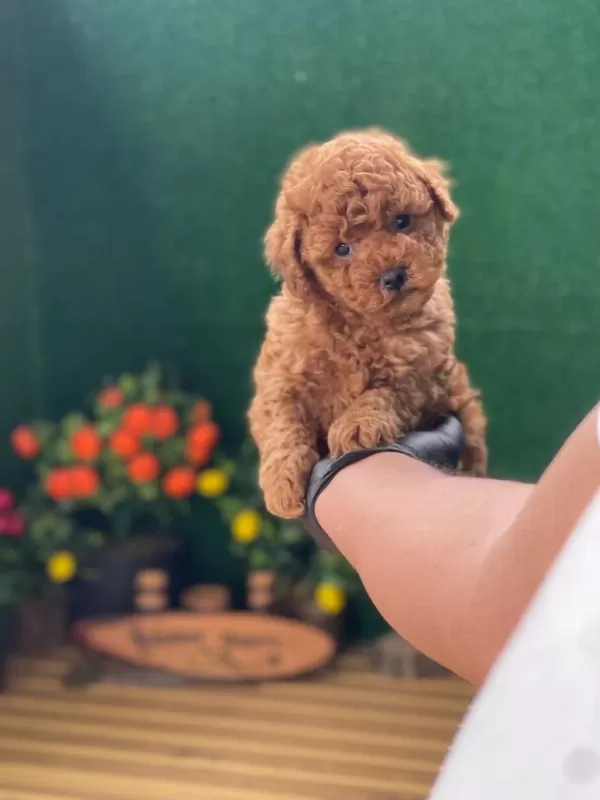 Sağlıklı Poodle Yavrulari