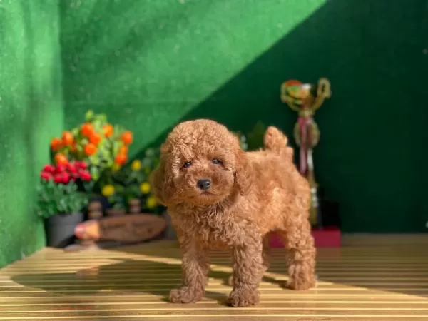 Toy Poodle Yavrulari