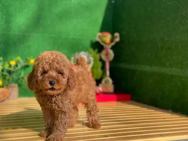 Toy Poodle Yavrulari