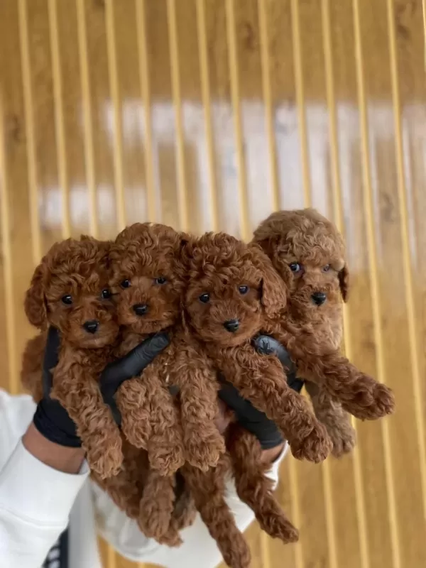 Toy Poodle Yavruları