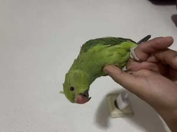 Full Evcil 3 Aylik Pakistan Paşa