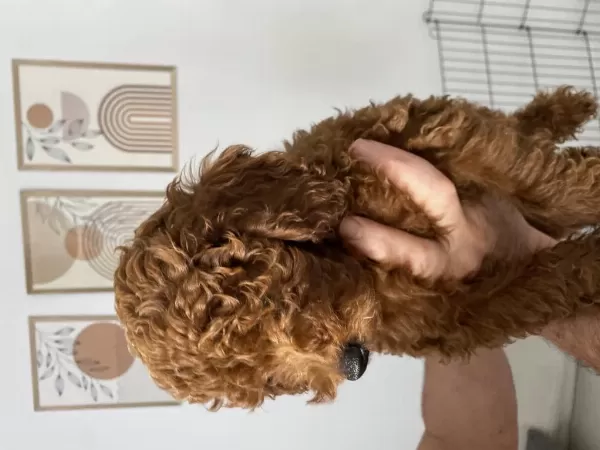 3 Aylık Erkek Toypoodle Yavrumuz