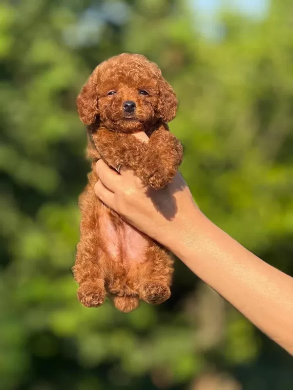 Aşili Çiş Eğitimli Toy Poodle