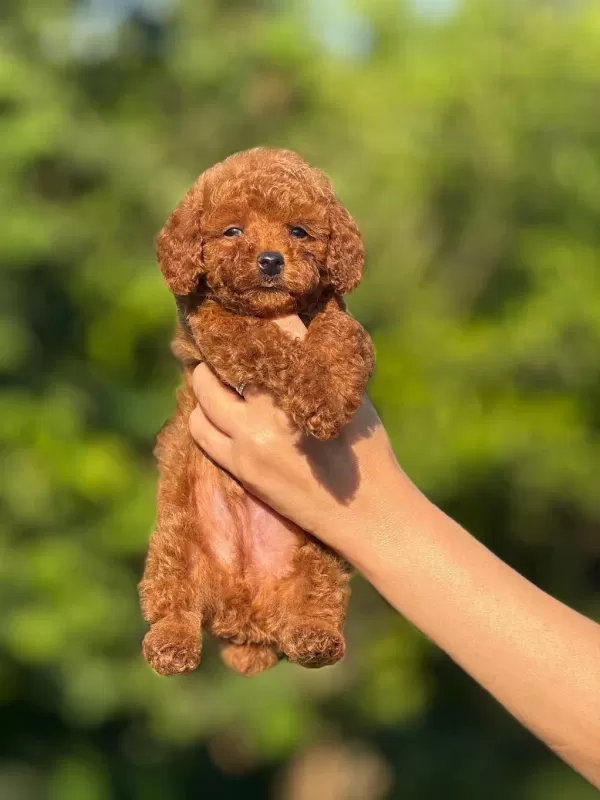 Aşili Çiş Eğitimli Toy Poodle