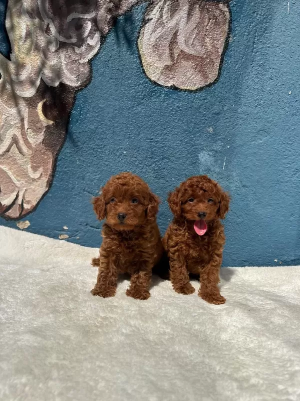Anatomi Harikasi Oyuncak Boy Poodle Bebekler